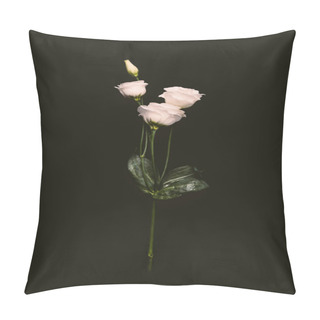 Personality  Beautiful Tender Pink Eustoma Flowers With Bud And Green Leaves On Twig Isolated On Black Pillow Covers