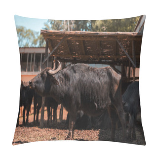 Personality  Domestic Water Buffalo Male At Cattle Farm Pillow Covers
