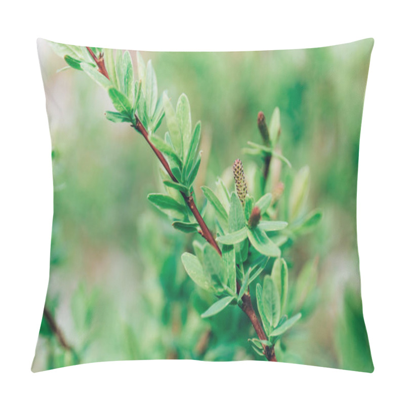 Personality  Thriving maple buds. Shallow depth of field. The first spring gentle leaves, buds and branches macro background. Selective Focus. pillow covers