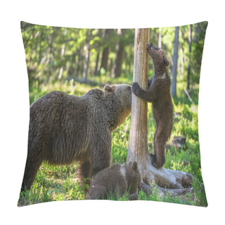 Personality  Brown Bear And Cubs In The Summer Forest. Scientific Name: Ursus Arctos Arctos. Natural Habitat. Pillow Covers