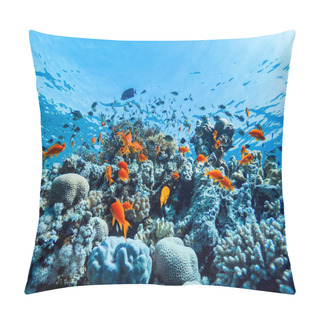Personality  Colorful Corals And Exotic Fishes At The Bottom Of The Red Sea. Beautiful Natural Summer Background Pillow Covers
