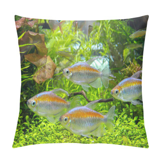 Personality  Congo Tetra (Phenacogrammus Interruptus) Beautiful Ornamental Fish From Congo River, Africa. Living Happiness In Planted Tank Pillow Covers