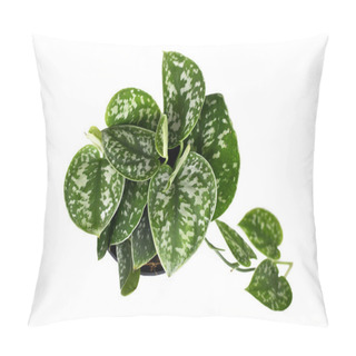 Personality  Top View Of 'Scindapsus Pictus Argyraeus' Tropical House Plant, Also Called 'Satin Pothos' With Velvet Texture And Silver Spot Pattern Isolated On White Background Pillow Covers