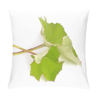 Personality  Coltsfoot Leawes Isolated. Pillow Covers