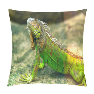 Personality  Common Iguana Portrait Is Resting In A Public Park. This Is The Residual Dinosaur Reptile That Needs To Be Preserved In The Natural World Pillow Covers