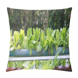 Personality  Fresh Green Organic Growing In A Pipe Pillow Covers