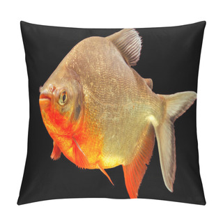 Personality  Cachama Or Tambaqui Fish Profile Isolated On Black Studio Aquarium Shot Pillow Covers
