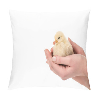 Personality  Cropped Shot Of Person Holding Cute Little Chicken In Hands Isolated On White Pillow Covers