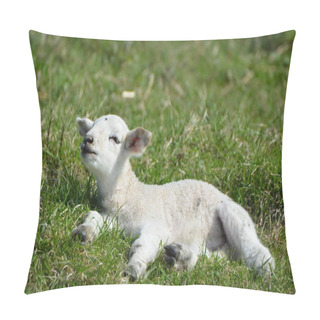 Personality  Cute Baby Lamb Sleeping In Pasture Pestered By A House Fly Pillow Covers