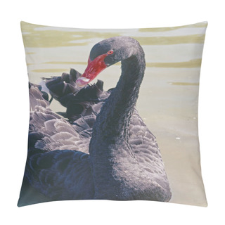 Personality  Specimen Of Black Swan, Cygnus Atratus; Anatidae, Portrait Pillow Covers