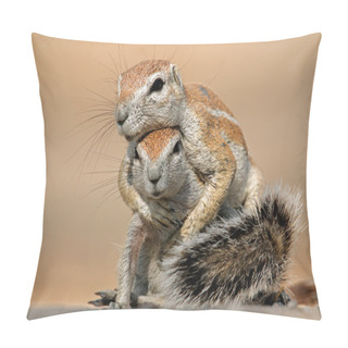 Personality  Playing Ground Squirrels Pillow Covers