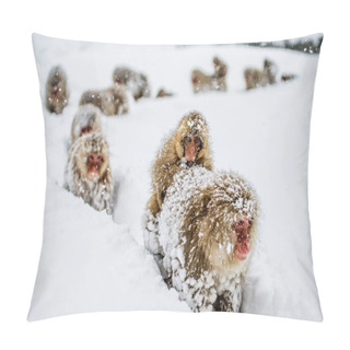 Personality  Group Of Japanese Macaques Pillow Covers