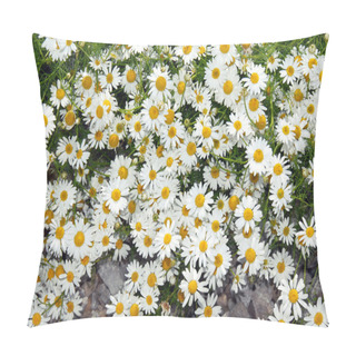 Personality  Summer Daisy Background Pillow Covers