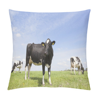 Personality  Black And White Cows In Meadow In The Netherlands With Blue Sky Pillow Covers