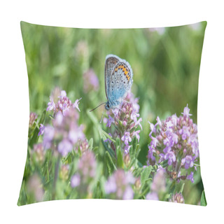 Personality  Blue Butterfly Collects Nectar On Purple Thyme Flowers Pillow Covers