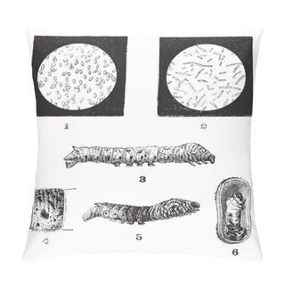 Personality  Diseases Of Silkworms, Vintage Engraving Pillow Covers