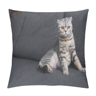 Personality  Scottish Fold Cat Sitting On Couch In Living Room Pillow Covers