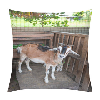 Personality  Goat Mother And Kid Caribbean Breed In Stall Domestic Enclosure Small Farming Pillow Covers