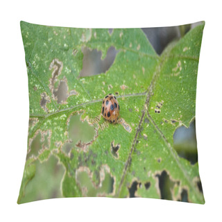Personality  A Ladybug Eating Eggplant Leaves Pillow Covers