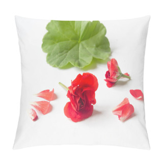 Personality  Rosebud Pelargonium. Red Heranium, Known As Pelargonium, Flowers Close-up On White Background. Pillow Covers