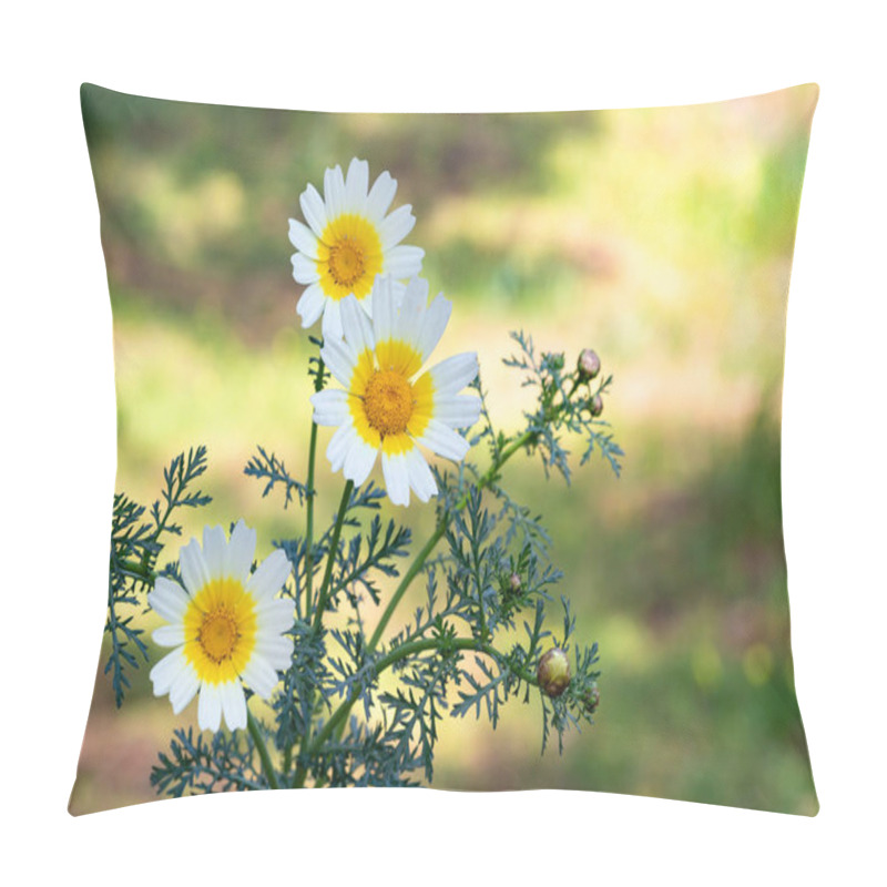 Personality  Chrysanthemum Coronarium, Glebionis Coronaria, Ox Eye Daisy Or Dead Flower Among Many Other Names, Is An Annual Herb Of The Asteraceae Family And Of The Chrysanthemum Genus Pillow Covers