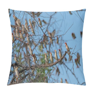 Personality  A Flock Of Red House Finch Standing The Twig Of The Tree Pillow Covers