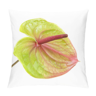 Personality  Green And Pink Anthirium Isolated On White Background Pillow Covers