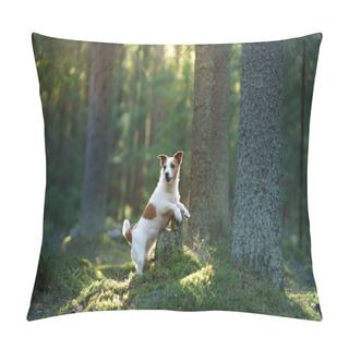 Personality  Dog In The Forest. Jack Russell Terrier Walks On Nature Pillow Covers