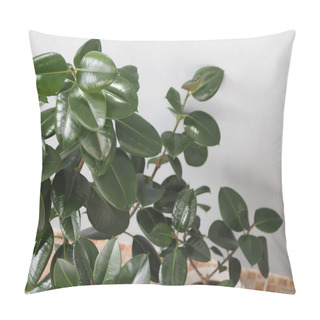Personality  Ficus Rubber-bearing With Large Leaves In The Winter Garden Home Collection. At Home, There Must Be A Ficus. Pillow Covers