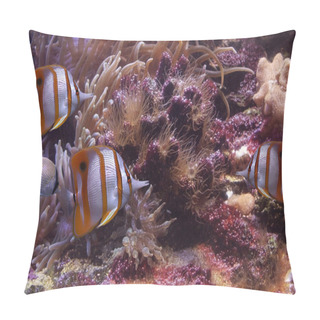 Personality  Colourful Sixspine Butterfly-fish Pillow Covers