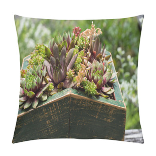 Personality  Sedum Plants Used For Green Roof Pillow Covers