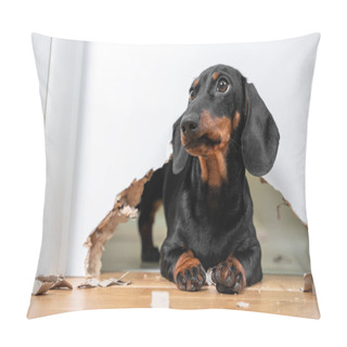 Personality  Naughty Dachshund Puppy Was Locked In Room Alone And Chewed Hole In Door To Get Out. Poorly Behaved Pets Spoil Furniture And Make Mess In Apartment Pillow Covers