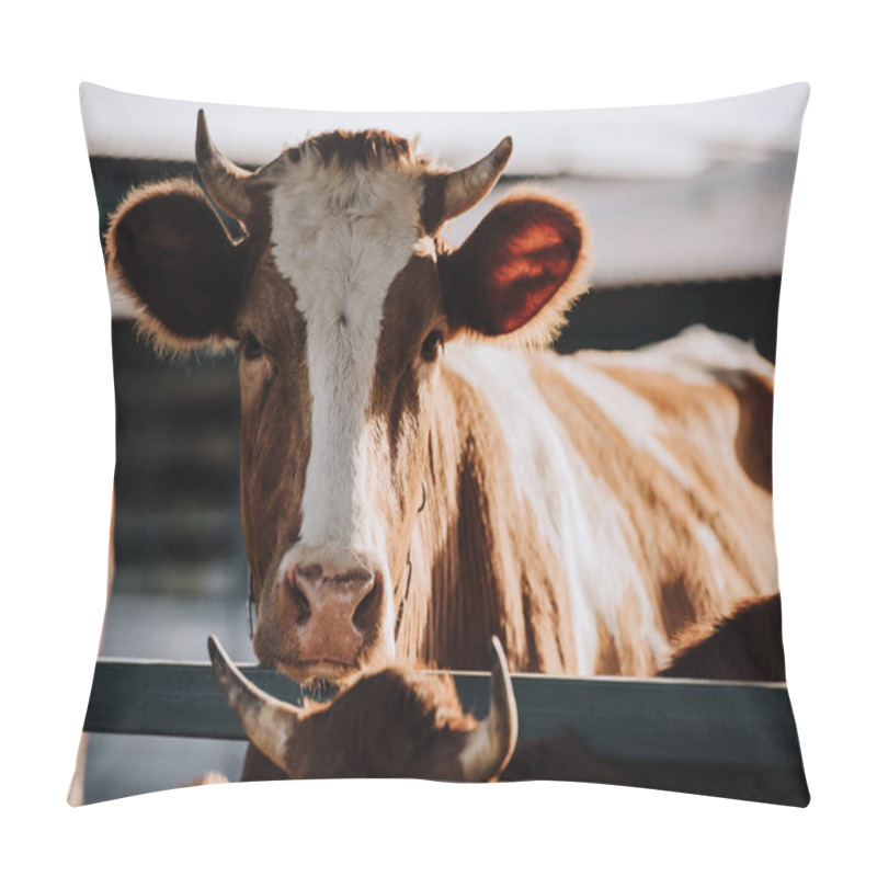 Personality  portrait of brown domestic cow standing in stall at farm pillow covers
