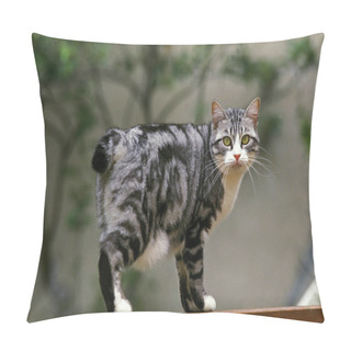 Personality  Japanese Bobtail Domestic Cat, Adult    Pillow Covers