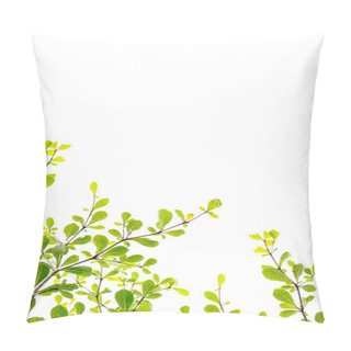 Personality  Big Bodhi Tree With Blue Sky Background Pillow Covers