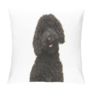 Personality  Portrait Of A Curly Black Labradoodle Dog Looking At The Camera Isolated On A White Background Pillow Covers