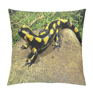 Personality  SALAMANDRE TACHETEE Salamandra Salamandra Pillow Covers