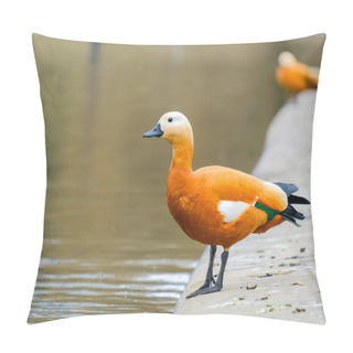 Personality  Ruddy Shelduck Stands On The Shore Of A Pond In The City During The Day. Bright Large Bird. Behind The Bird On A Very Blurry Background Is Water And Another Ruddy Shelduck. Pillow Covers
