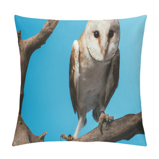 Personality  Fluffy Wild Barn Owl On Wooden Branch Isolated On Blue Pillow Covers