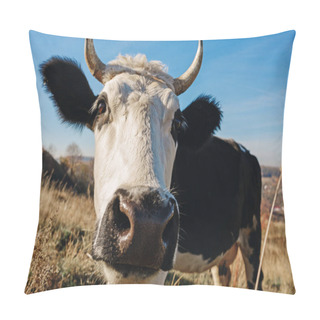 Personality  Close-up Face Of Horned Black And White Cow Outdoor. Cow Staring And At The Camera And Sniffing It. Pillow Covers