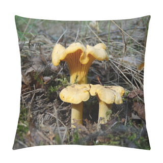 Personality  Three Chanterelles Pillow Covers