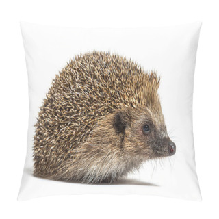 Personality  Common European Hedgehog, Erinaceus Europaeus, Isolated On White Pillow Covers