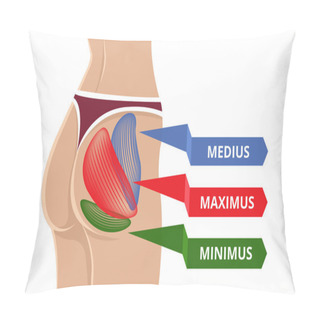 Personality  Vector Flat Gluteus Maximus Illustration Pillow Covers