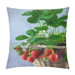 Personality  Strawberry Bush In A Basket On A Gray Concrete Table. Lace For Text. Grow Strawberry Crop. Red Berry Strawberry, Leaves, Flower. Grow At Home In A Pot. Berries On A Branch. Ripe Fruits. Pillow Covers