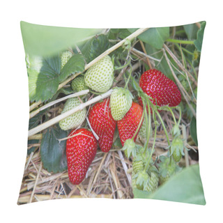 Personality  Strawberry Plant With Berries On A Straw Bed Pillow Covers