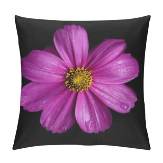 Personality  Beautiful Pink Cosmos Flower Isolated On Black Background Pillow Covers