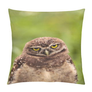 Personality  Baby Burrowing Owl Athene Cunicularia Perched Outside Its Burrow On Marco Island, Florida Pillow Covers