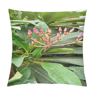 Personality  Beautiful Pink Purmine Buds Ready To Bloom In The Garden  Pillow Covers