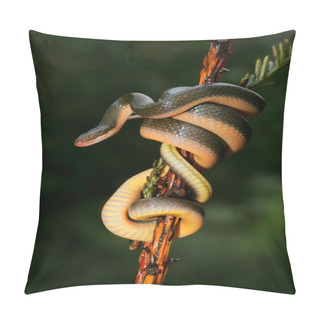Personality  Aurora House Snake Pillow Covers