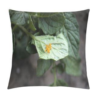 Personality  Colorado Beetle Eggs. Harm To Agriculture. Pillow Covers